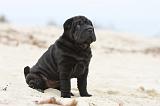 SHAR-PEI 502